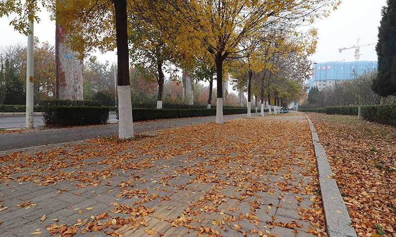 駕駛式樹葉收集車秋季落葉季節(jié)顯神通！人行道輔道落葉一清即凈