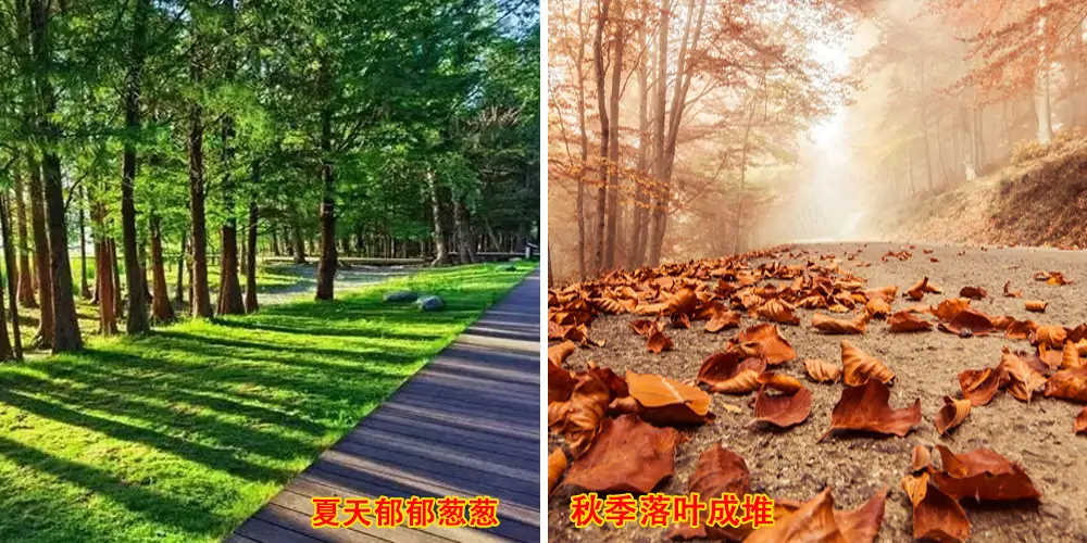 電動樹葉收集車_多功能樹葉收集車_吸樹葉的機器_樹葉粉碎收集一體車